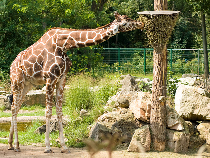 Brookfield Zoo at Chicago